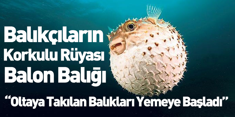 Balıkçıların Korkulu Rüyası Balon Balığı