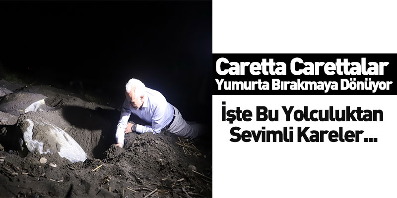 Caretta Carettalar Yumurta Bırakmaya Dönüyor