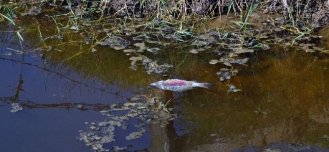 Kızılırmak'ta balık ölümleri endişe yaratıyor