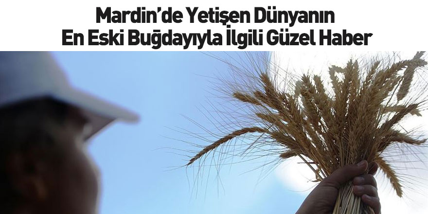 Dünyanın En Eski Buğdayıyla İlgili Güzel Haber