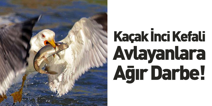 Kaçak İnci Kefali Avına Ağır Darbe