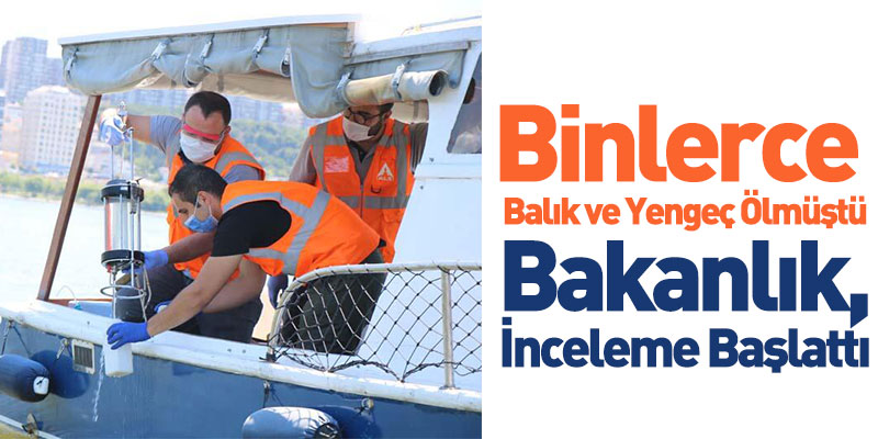 Binlerce Balık ve Yengeç Ölmüştü, Bakanlık İnceleme Başlattı