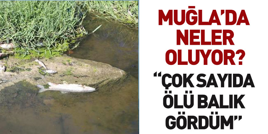 Muğla Yatağan Çayı'nda Toplu Balık Ölümleri Gerçekleşti