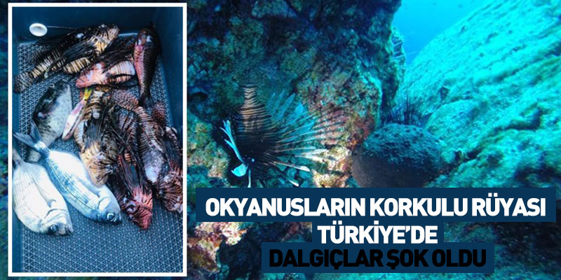 Okyanusların Korkulu Rüyası Türkiye'de
