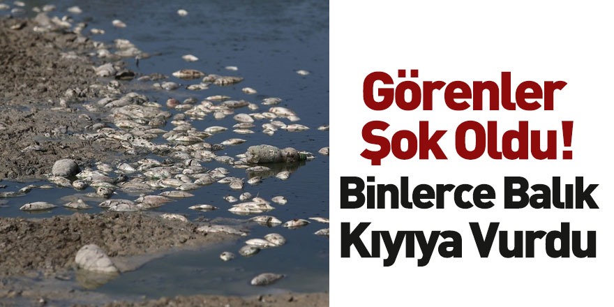 Bursa Mudanya'da Binlerce Kıyıya Vurdu