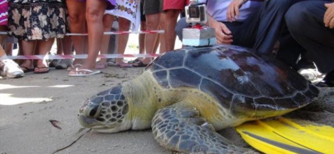 Misinaya dolanan deniz kaplumbağasını AKUT kurtardı