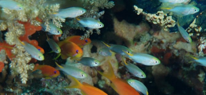 İzmit Körfezi'nde su kalitesinin iyileşmesi balık çeşitliliğini arttırdı