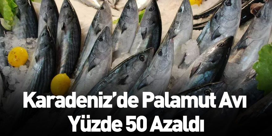 Karadeniz’de Palamut Avı Yüzde 50 Azaldı