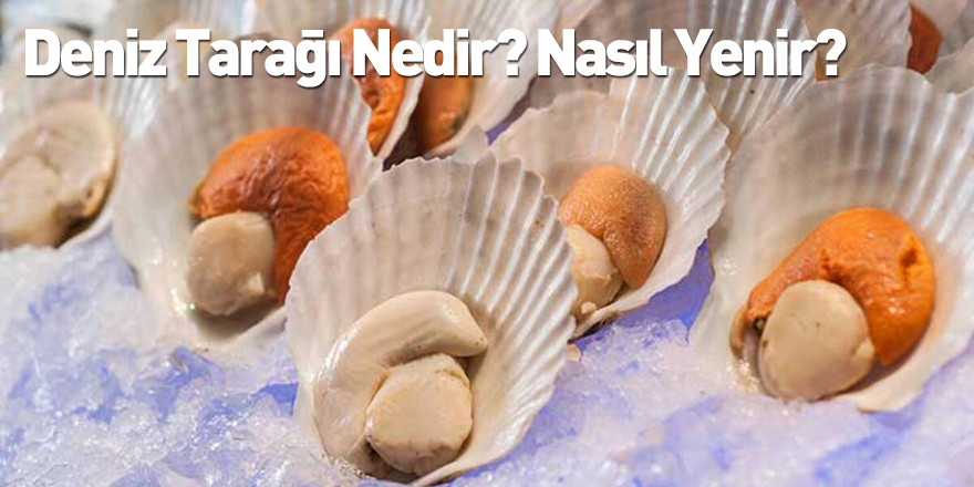 Deniz Tarağı Nedir? Nasıl Yenir?