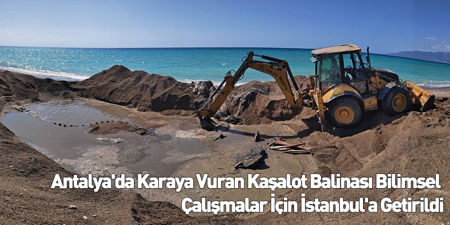 Antalya'da Karaya Vuran Kaşalot Balinası Bilimsel Çalışmalar İçin İstanbul'a Getirildi