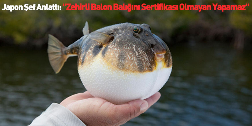 Japon Şef Anlattı: "Zehirli Balon Balığını Sertifikası Olmayan Yapamaz"
