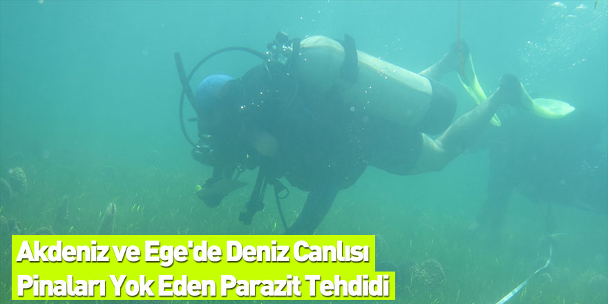Akdeniz ve Ege'de Deniz Canlısı Pinaları Yok Eden Parazit Tehdidi
