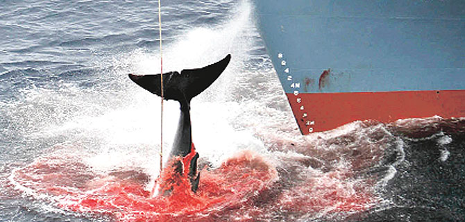 Balinaların nesli tehdit altında