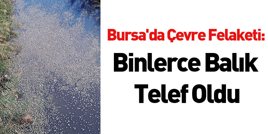 Bursa'da Çevre Felaketi: Binlerce Balık Telef Oldu
