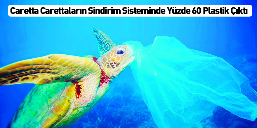 Caretta Carettaların Sindirim Sisteminde Yüzde 60 Plastik Çıktı