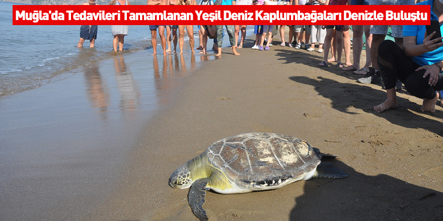 Muğla'da Tedavileri Tamamlanan Yeşil Deniz Kaplumbağaları Denizle Buluştu