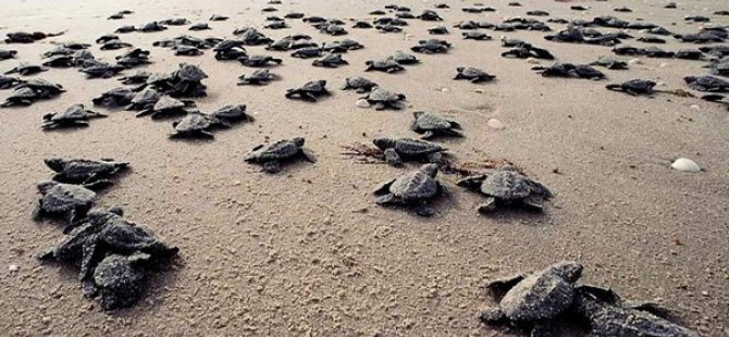Deniz kaplumbağaları araştırma ve rehabilitasyonu sürüyor