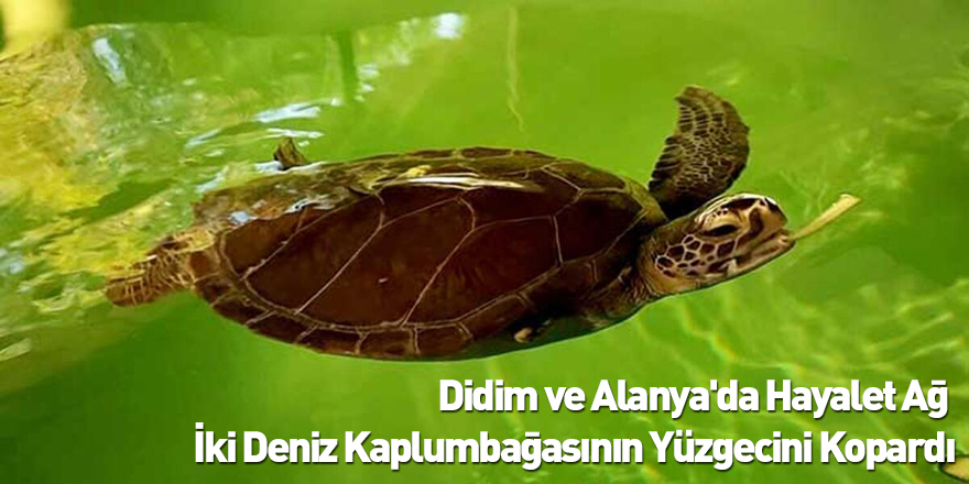 Didim ve Alanya'da Hayalet Ağ, İki Deniz Kaplumbağasının Yüzgecini Kopardı
