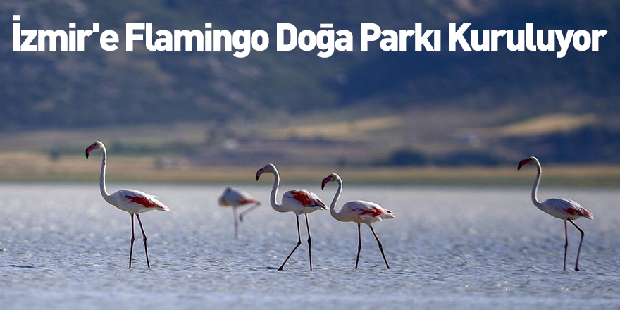 İzmir'e Flamingo Doğa Parkı Kuruluyor