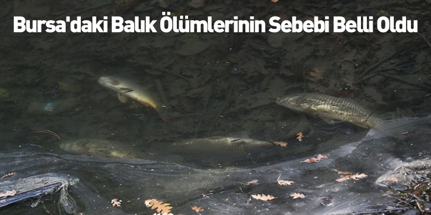 Bursa'daki Balık Ölümlerinin Sebebi Belli Oldu