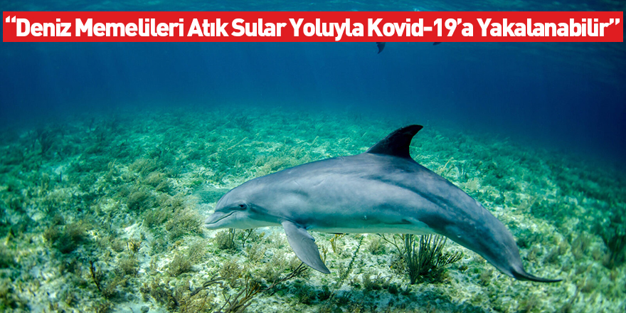 “Deniz Memelileri Atık Sular Yoluyla Kovid-19’a Yakalanabilir”