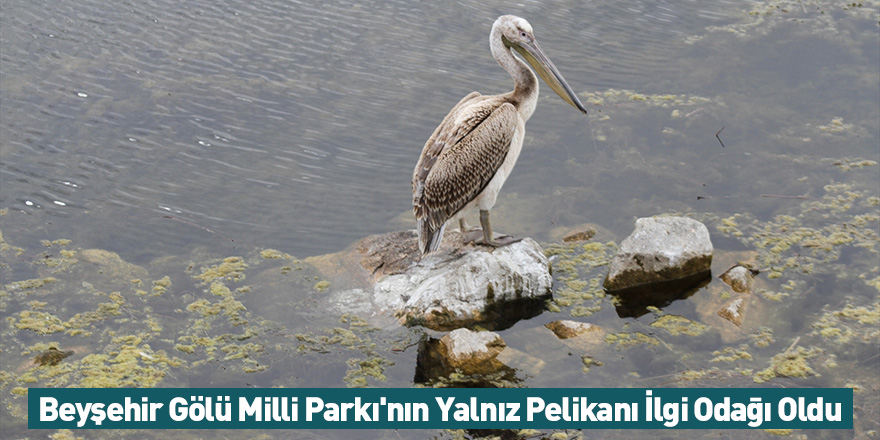 Beyşehir Gölü Milli Parkı'nın Yalnız Pelikanı İlgi Odağı Oldu