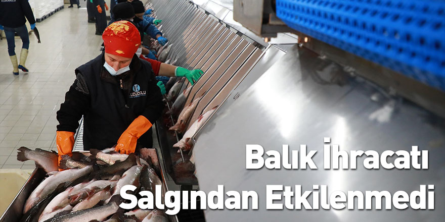 Balık İhracatı Salgından Etkilenmedi