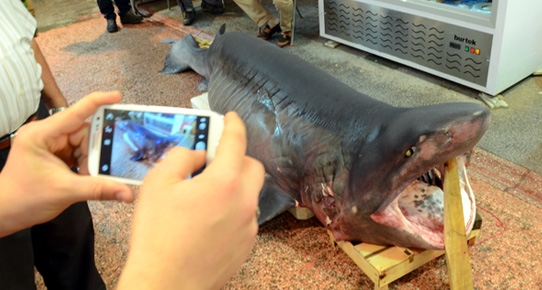 Çanakkale'de köpek balığı yakalandı