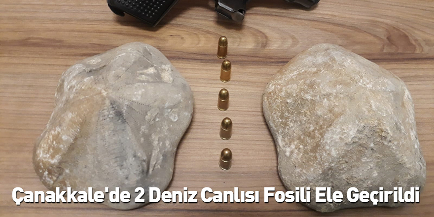 Çanakkale'de 2 Deniz Canlısı Fosili Ele Geçirildi