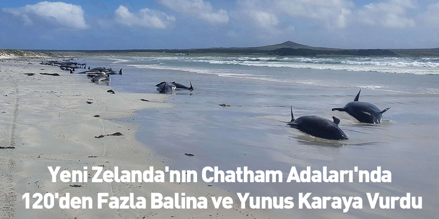 Yeni Zelanda'nın Chatham Adaları'nda 120'den Fazla Balina ve Yunus Karaya Vurdu
