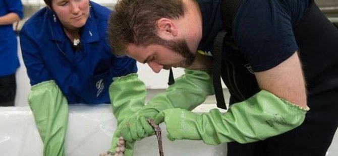 Antartika'da bulunan ahtapotun sırrı çözüldü
