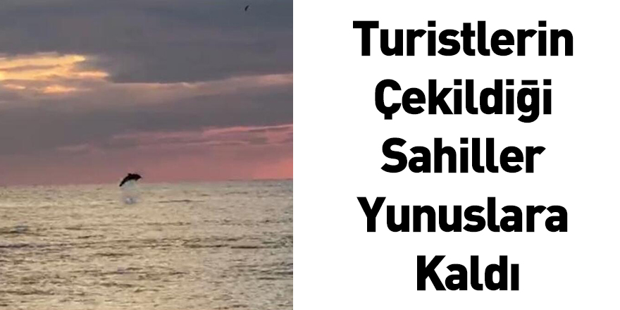 Turistlerin Çekildiği Sahiller Yunuslara Kaldı