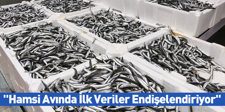 "Hamsi Avında İlk Veriler Endişelendiriyor"