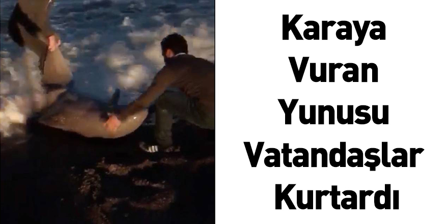 Karaya Vuran Yunusu Vatandaşlar Kurtardı