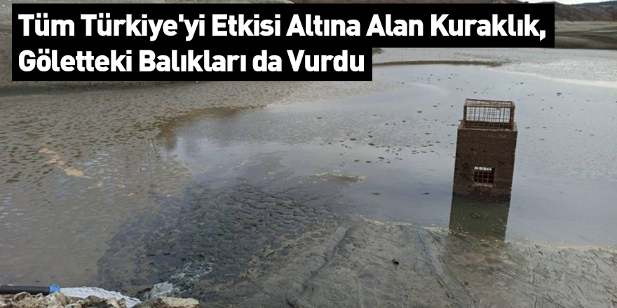 Tüm Türkiye'yi Etkisi Altına Alan Kuraklık, Göletteki Balıkları da Vurdu