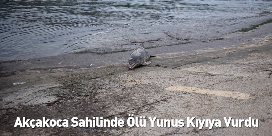 Akçakoca Sahilinde Ölü Yunus Kıyıya Vurdu