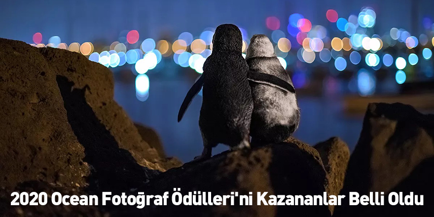 2020 Ocean Fotoğraf Ödülleri'ni Kazananlar Belli Oldu