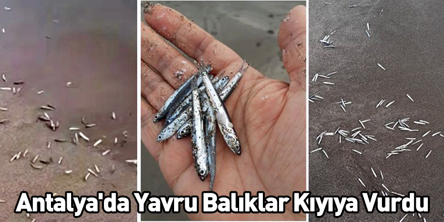 Antalya'da Yavru Balıklar Kıyıya Vurdu