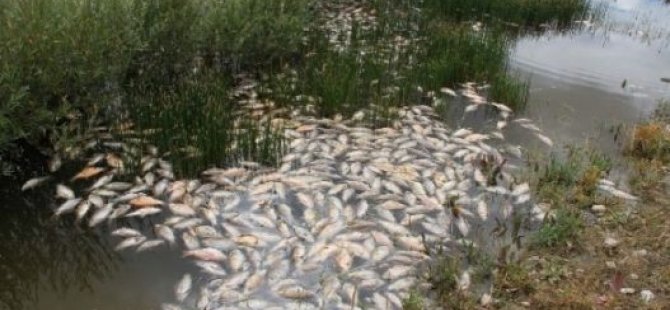 Kahramanmaraş'ta balık ölümleri için inceleme başlatıldı