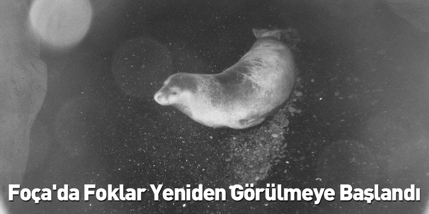 Foça'da Foklar Yeniden Görülmeye Başlandı