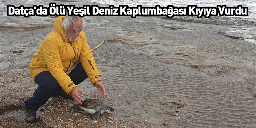 Datça'da Ölü Yeşil Deniz Kaplumbağası Kıyıya Vurdu