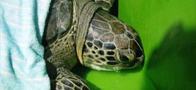 Deniz kaplumbağası yeniden denize bırakıldı