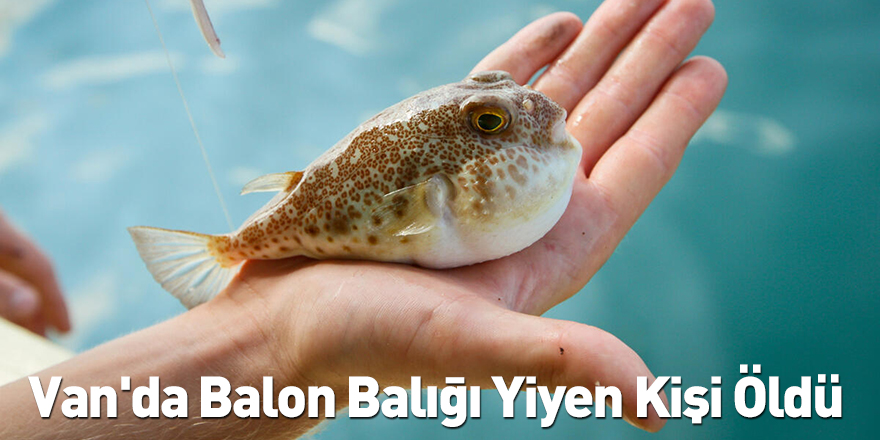 Van'da Balon Balığı Yiyen Kişi Öldü