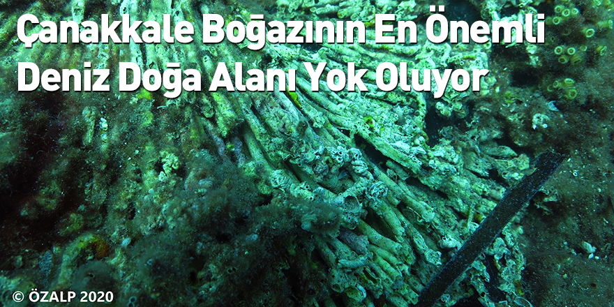 Çanakkale Boğazının En Önemli Deniz Doğa Alanı Yok Oluyor