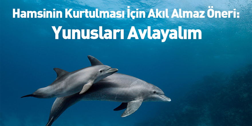 Hamsinin Kurtulması İçin Akıl Almaz Öneri: Yunusları Avlayalım