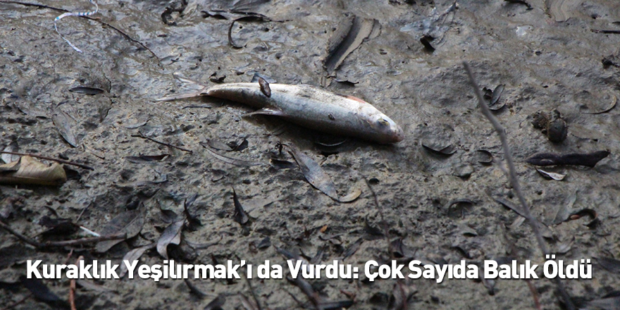 Kuraklık Yeşilırmak’ı da Vurdu: Çok Sayıda Balık Öldü