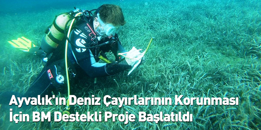 Ayvalık'ın Deniz Çayırlarının Korunması İçin BM Destekli Proje Başlatıldı