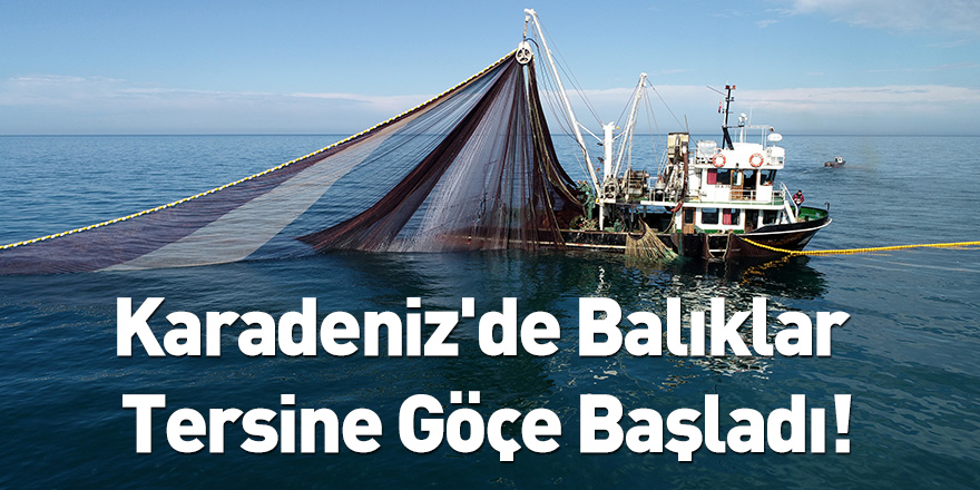 Karadeniz'de Balıklar Tersine Göçe Başladı!