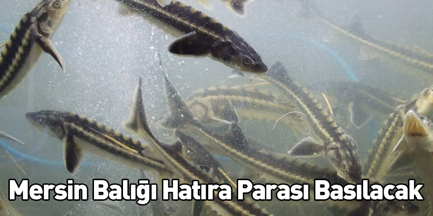 Mersin Balığı Hatıra Parası Basılacak