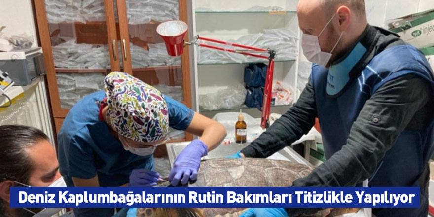 Deniz Kaplumbağalarının Rutin Bakımları Titizlikle Yapılıyor